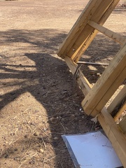 Amphibolurus centralis