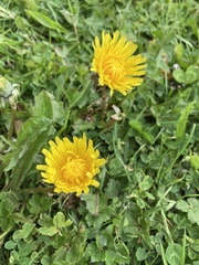 Taraxacum