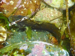 Paraclinus integripinnis