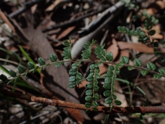 Bossiaea buxifolia
