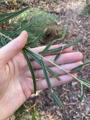 Oxylobium robustum, photograph Thomas Mesaglio, CC BY, iNaturalist via GBIF