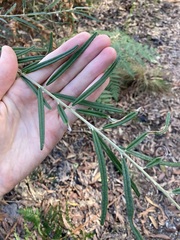 Oxylobium robustum