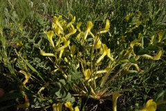 Astragalus longipetalus