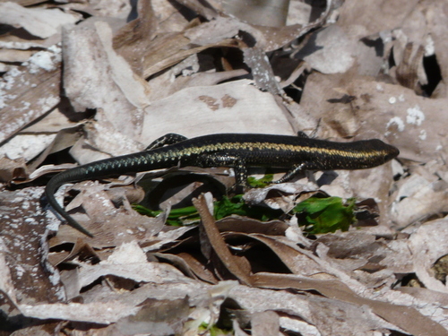 Cryptoblepharus africanus