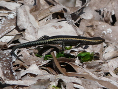 Cryptoblepharus africanus