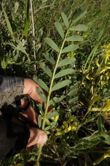 Astragalus longipetalus