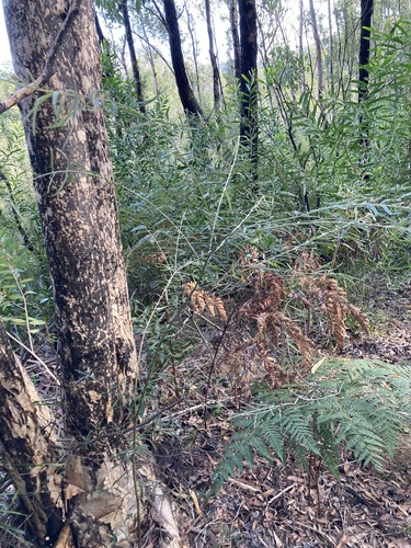 Oxylobium robustum, photograph 2