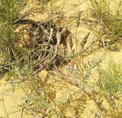 Astragalus brachylobus