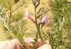 Astragalus brachylobus