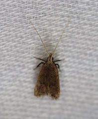 Lecithocera imprudens