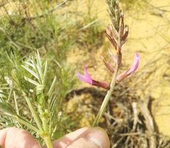 Astragalus brachylobus