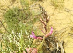 Astragalus brachylobus
