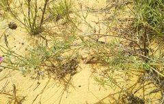 Astragalus brachylobus