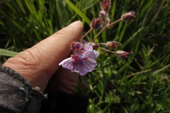 Geranium linearilobum