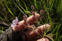 Geranium linearilobum