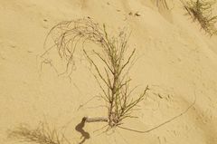 Eremosparton aphyllum