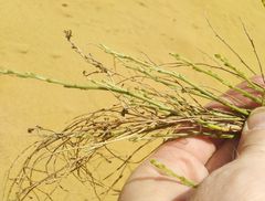 Eremosparton aphyllum