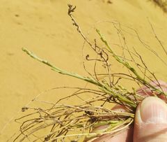 Eremosparton aphyllum