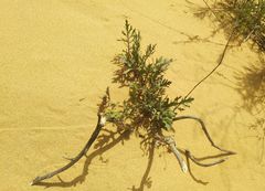 Jacobaea schischkiniana