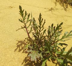 Jacobaea schischkiniana