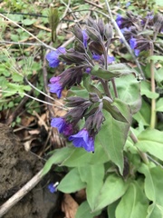 Pulmonaria mollis