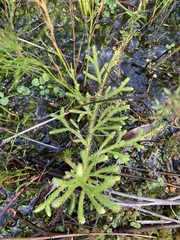 Lycopodium deuterodensum