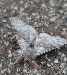 Calliteara pudibunda