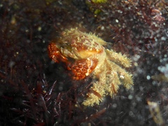 Paraxanthias taylori