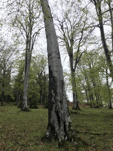 Bukva (Fagus)