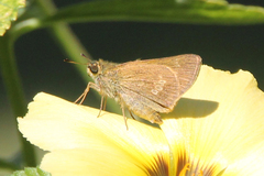 Parnara amalia