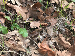 Chimarocephala pacifica