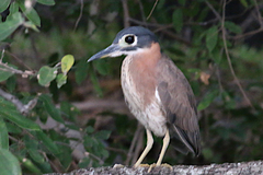 Gorsachius leuconotus