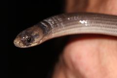 Paradelma orientalis
