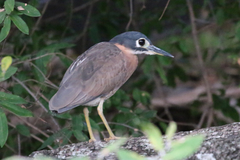 Gorsachius leuconotus