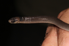 Paradelma orientalis