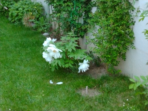 pivonka (Paeonia)