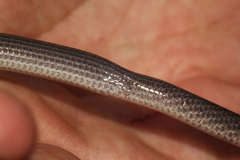 Paradelma orientalis