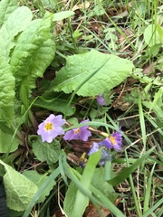 Primula vulgaris rubra