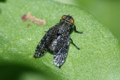 Platystoma seminationis