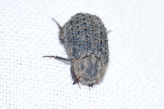 Trox scaber