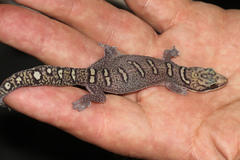 Oedura elegans