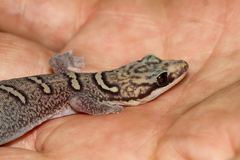Oedura elegans