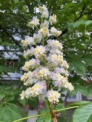 Aesculus hippocastanum