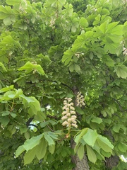 Aesculus hippocastanum