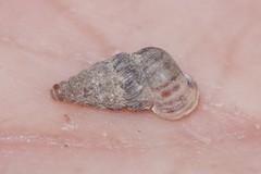 Cochlostoma septemspirale