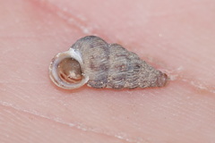Cochlostoma septemspirale