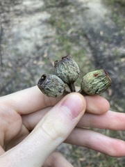 Eucalyptus planchoniana