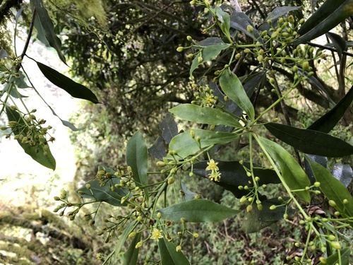 Machilus japonica iNat (2)