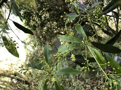 Machilus japonica