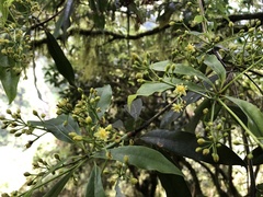 Machilus japonica